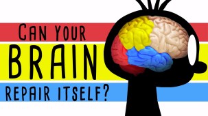 Could your brain repair itself